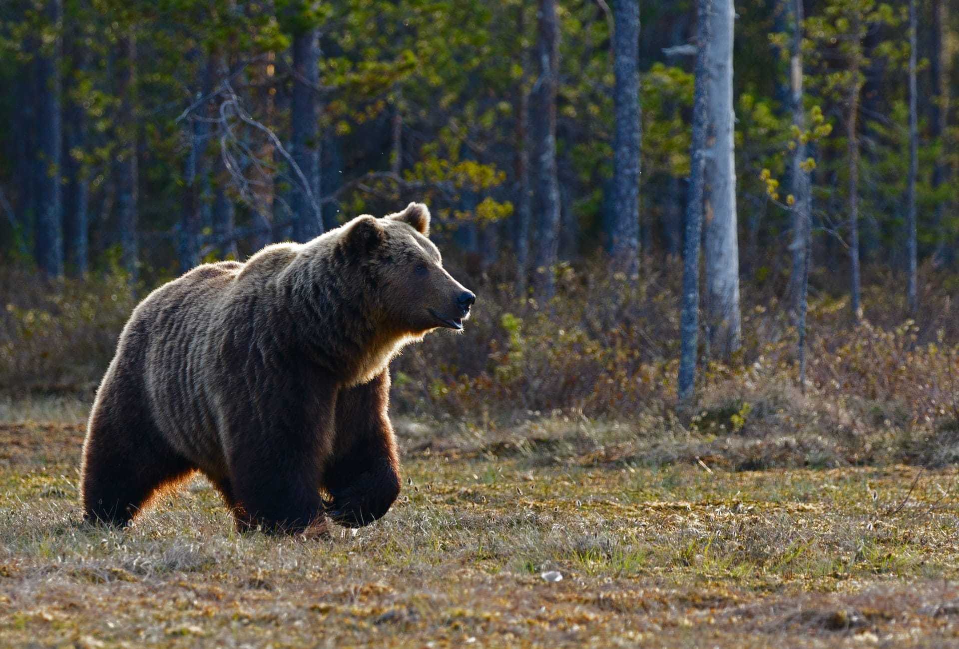 Bears in Swiss National Park